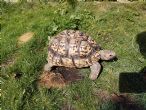 Leopard : Male approx 15 years old (Boris)